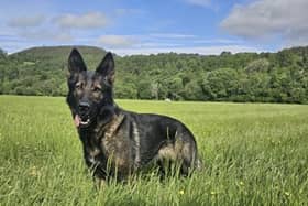 Police Dog Fergie ran off near Loch Ness after a deer bolted in front of her - and she has not been seen since 10am on SundayShe is a black and tan three-and-a-half-year-old German Shepherd.
Picture: Police Scotland