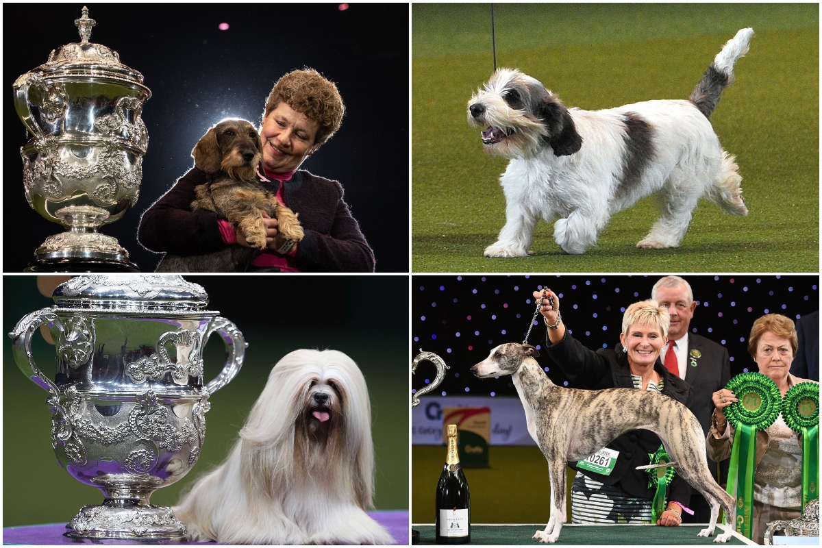 Crufts best in sales show 2019 winner