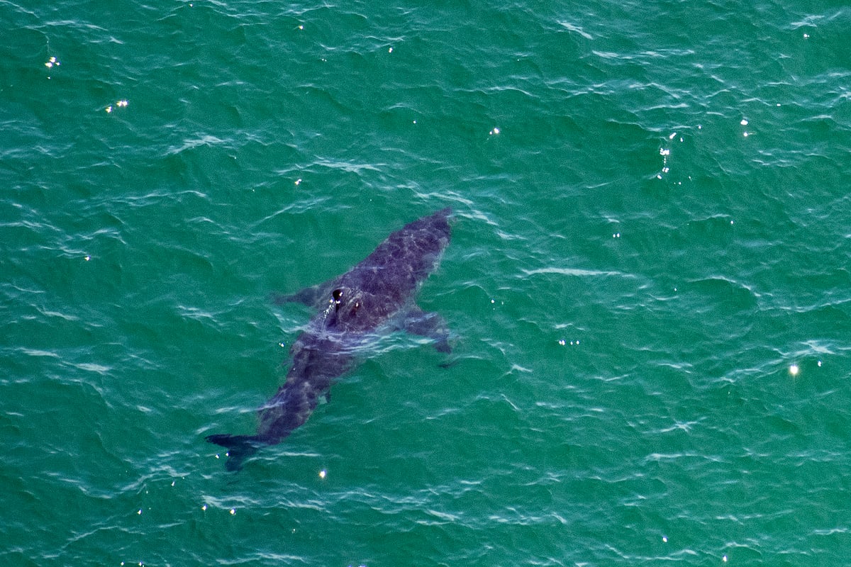 Shark attack Cornwall: are shark attacks common in UK?