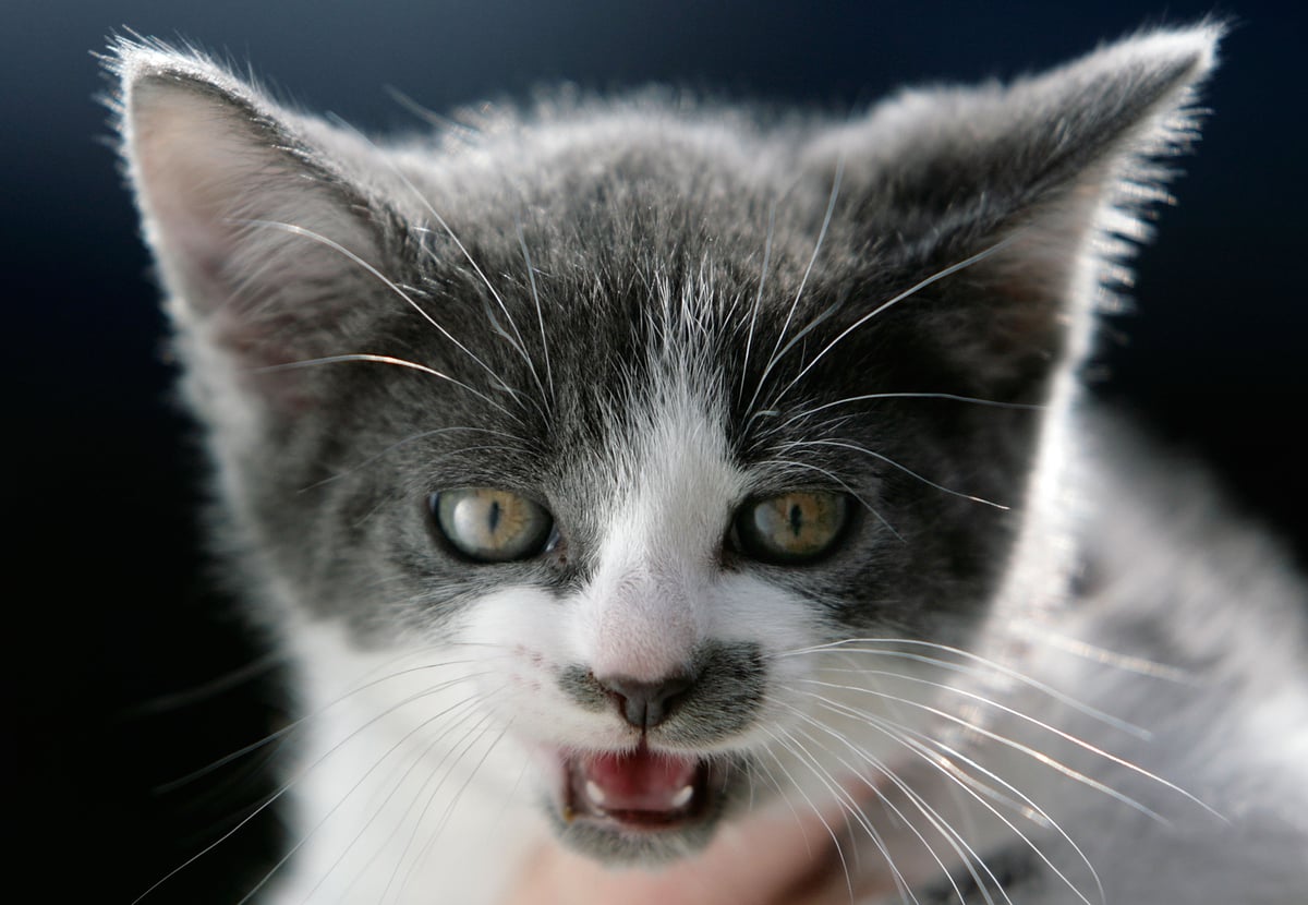 Cats Meow : 12 Cat Sounds and What They Mean - The Tiniest Tiger