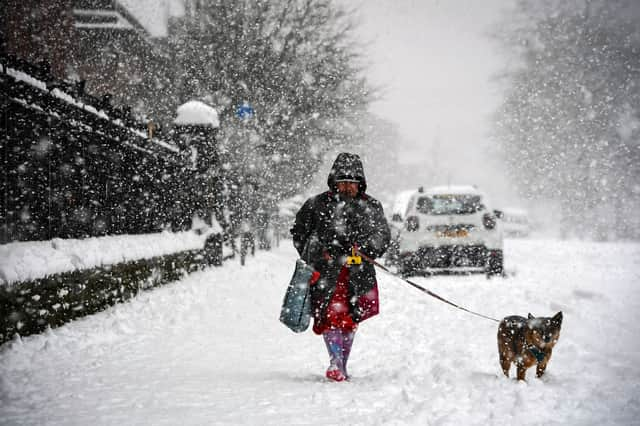 do you walk your dog in winter