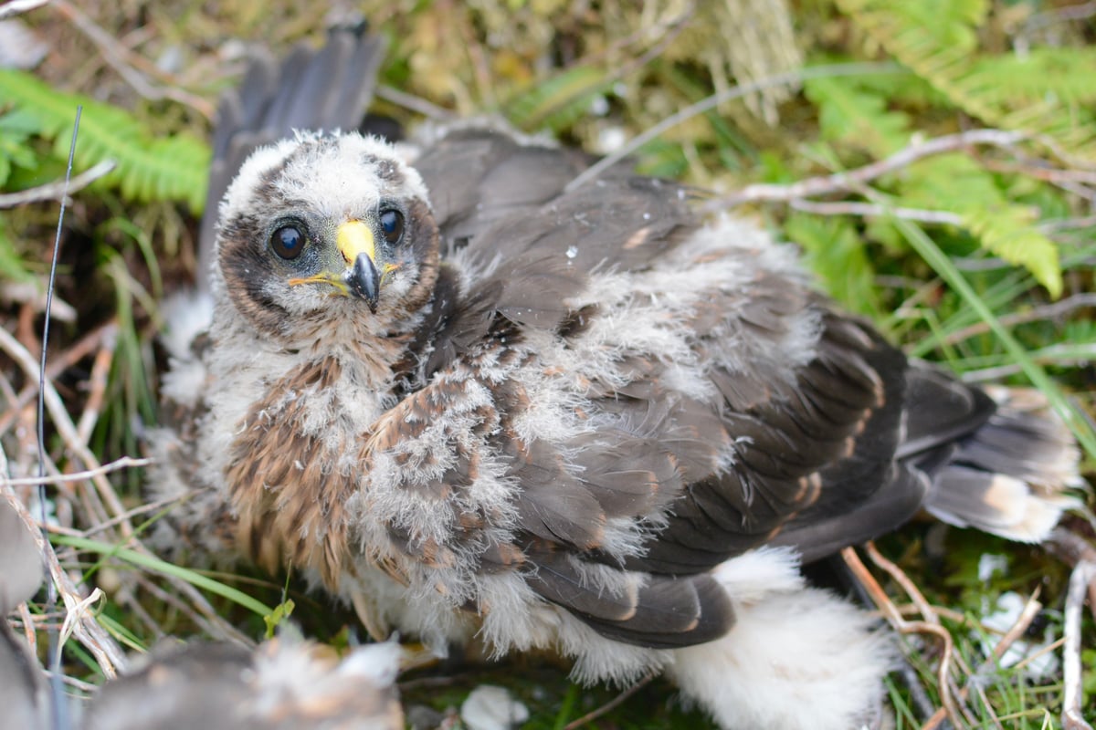 Hen Harrier  British Bird Of Prey Centre Wales