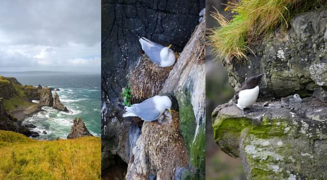 Rathlin Island is home to internationally significant populations of a number of seabirds (Photos: RSPB NI/LIFE Raft/Supplied)