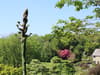 Coleton Fishacre: Rare 'century plant' agave flower begins blooming after years of waiting in UK garden