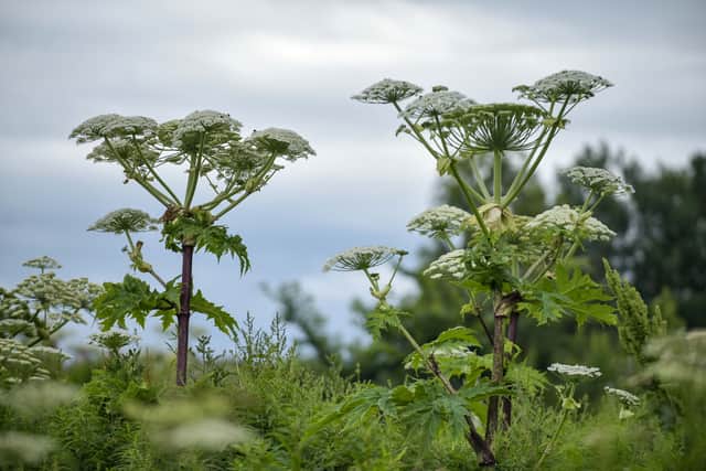 Giant hogweed can be a danger to human health too (Photo: SWNS)