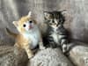 RSPCA: Dumped kittens Bramble and Bracken given second chance after being found in Rochdale