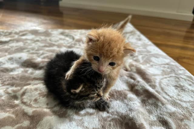 Bramble and Bracken who were dumped as newborn kittens but handed to the RSPCA after being found by a  member of the public Picture: RSPCA