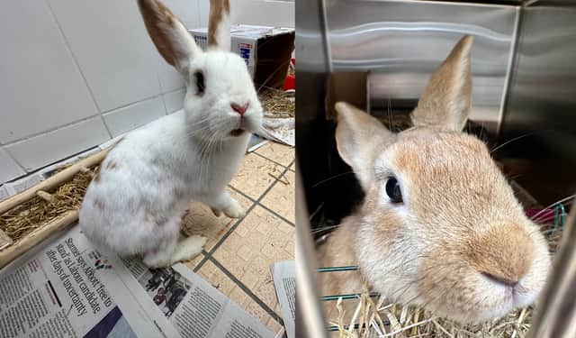 These two rabbits are still in RSPCA care (Photo: RSPCA/Supplied)