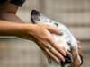 'Adopt, don't shop': RSPCA rehoming centres ‘at breaking point’ as animals arrive faster than they leave