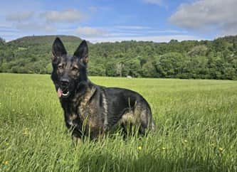 Missing Police Scotland dog Fergie has been found safe and well. 
